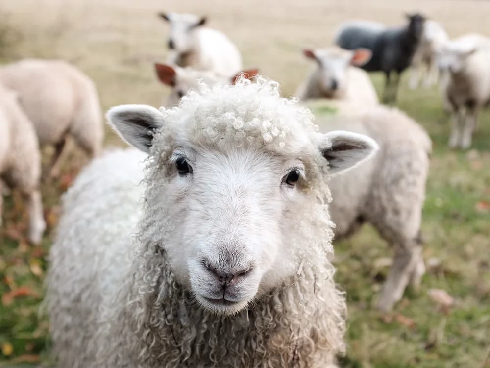 Pecora nel paesaggio rurale irlandese durante un anno all’estero in Irlanda, simbolo della vita quotidiana e del contatto autentico con la natura locale.